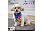 Adopt Angel a White Poodle (Miniature) / Mixed dog in Groveland, FL (38127269)