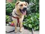 Adopt Bowie a German Shepherd Dog / Rottweiler / Mixed dog in Richmond