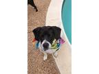 Adopt Scooter a Black - with White Beagle / Mixed Breed (Medium) / Mixed dog in