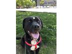 Adopt Shadow a Cane Corso / Labrador Retriever / Mixed dog in Vancouver