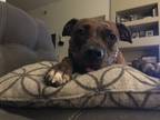 Adopt Lily a Brindle Boxer / American Pit Bull Terrier / Mixed dog in Gilbert