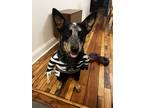Adopt BentoBox a Black - with White Australian Cattle Dog / Mixed dog in