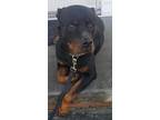 Adopt Bam Bam a Rottweiler / Mixed dog in Portsmouth, VA (38126347)