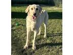 Adopt Macaroon *read My Bio a Labradoodle / Mixed dog in Kamloops, BC (38126237)
