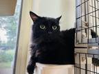 Adopt October a Domestic Longhair / Mixed cat in Kingston, NY (38126252)