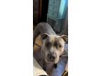 Adopt Nova a Brindle American Pit Bull Terrier / Mixed dog in Centereach