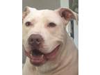 Adopt Zeus a White American Pit Bull Terrier / Mixed dog in Homer, NY (37517422)