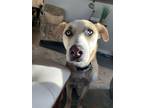 Adopt Finch a Husky / Staffordshire Bull Terrier dog in Denver, CO (38125974)