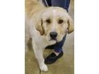 Adopt Cullen a Tan/Yellow/Fawn Great Pyrenees / Labrador Retriever / Mixed dog