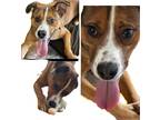 Adopt Maverik a Black - with Tan, Yellow or Fawn Beagle / Rottweiler / Mixed dog