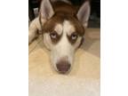 Adopt Zeus a Brown/Chocolate - with White Siberian Husky / Mixed dog in