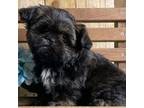 Shih-Poo Puppy for sale in North Canton, OH, USA