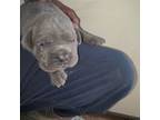Cane Corso Puppy for sale in Hempstead, TX, USA