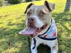 Adopt MILLY a Pit Bull Terrier, Boxer