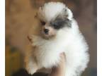Pomeranian PUPPY FOR SALE ADN-608079 - Pomeranian teddy bear
