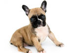 French Bulldog PUPPY FOR SALE ADN-607900 - French Bulldog Puppies Available