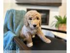 Goldendoodle PUPPY FOR SALE ADN-607709 - GoldenDoodle F1B English Cream and Red