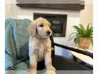 Goldendoodle PUPPY FOR SALE ADN-607713 - GoldenDoodle F1B English Cream and Red