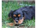 Cavalier King Charles Spaniel PUPPY FOR SALE ADN-608012 - AKC Cavalier Puppies