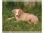 Labrador Retriever-Mutt Mix PUPPY FOR SALE ADN-607610 - LabradorAustralian