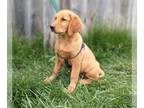 Golden Retriever PUPPY FOR SALE ADN-607568 - Golden Retriever puppies