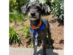 Adopt Dudley a Schnauzer, Poodle