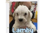 Adopt Lamby (Chocolate's puppy) a Terrier