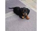 Dachshund Puppy for sale in Sparks, NV, USA