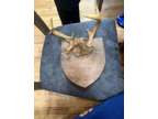 mounted deer antlers 8 point oddly shaped + SKULL CAP on