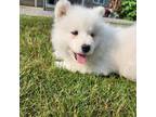 Samoyed Puppy for sale in Grabill, IN, USA