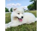 Samoyed Puppy for sale in Grabill, IN, USA