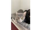 Adopt Little Bit a Gray or Blue Domestic Shorthair / Domestic Shorthair / Mixed