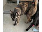 Adopt Yeoten a All Black Domestic Shorthair / Domestic Shorthair / Mixed cat in