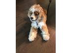 Adopt Lukie a Tan/Yellow/Fawn - with White Cocker Spaniel / Mixed dog in