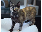 Adopt Mindy a All Black Domestic Shorthair / Domestic Shorthair / Mixed cat in
