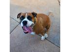 Adopt Justice a Red/Golden/Orange/Chestnut - with White Boxer / Mixed dog in