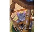 Adopt Kitten GYM a Gray or Blue (Mostly) American Shorthair / Mixed (short coat)