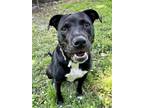 Adopt Berry a Black American Pit Bull Terrier / Mixed dog in Indianapolis