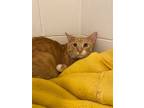 Adopt Chester a Domestic Shorthair / Mixed cat in Orillia, ON (38139947)