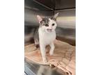 Adopt Cyborg a White Domestic Shorthair / Domestic Shorthair / Mixed cat in Twin