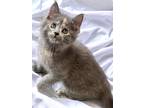 Adopt Eda a Gray or Blue Domestic Shorthair / Domestic Shorthair / Mixed cat in