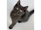 Adopt Steve a All Black Domestic Shorthair / Domestic Shorthair / Mixed cat in