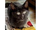 Adopt Luz a All Black Domestic Shorthair / Domestic Shorthair / Mixed cat in