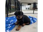 Rottweiler Puppy for sale in East Brunswick, NJ, USA