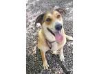 Adopt April a Brown/Chocolate - with White Collie / Shepherd (Unknown Type) /