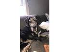 Adopt Loki a Gray/Silver/Salt & Pepper - with Black Great Dane / Mixed dog in