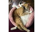 Adopt Chunkie and Sky a Orange or Red Tabby Domestic Shorthair / Mixed (short