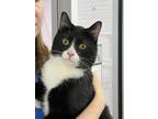 Adopt Chong a All Black Domestic Shorthair / Domestic Shorthair / Mixed cat in