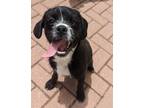 Adopt Luna a Black - with White Pug / Jack Russell Terrier / Mixed dog in
