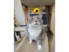 Adopt Chicago a Gray or Blue Maine Coon / Domestic Shorthair / Mixed cat in
